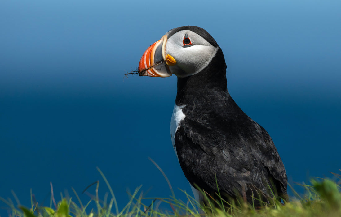 Irish Atlantic Puffin