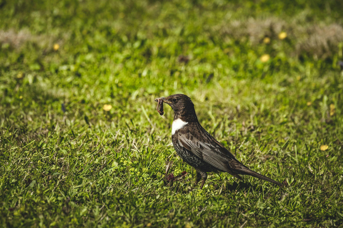 Ring Ouzel - For The Ocean