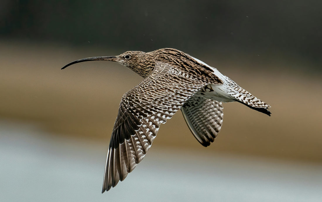 For The Ocean - Saving the Curlew The Ghost of the Wetlands