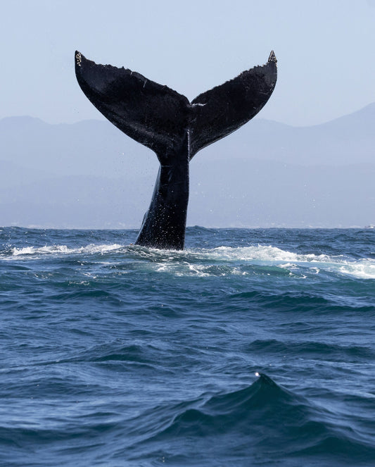 Protecting the Ocean: Endangered Marine Species in Irish and UK Waters