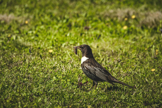 Ring Ouzel - For The Ocean