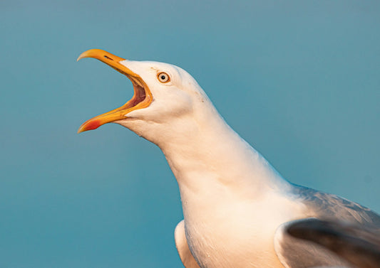 There’s No Such Thing as a Seagull