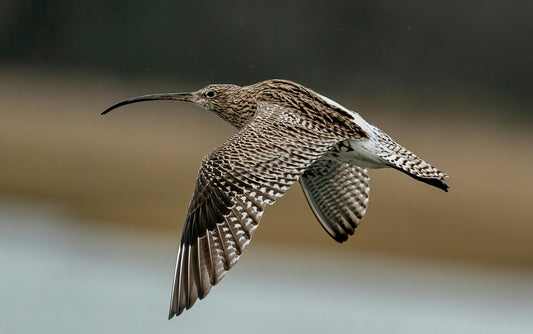 For The Ocean - Saving the Curlew The Ghost of the Wetlands