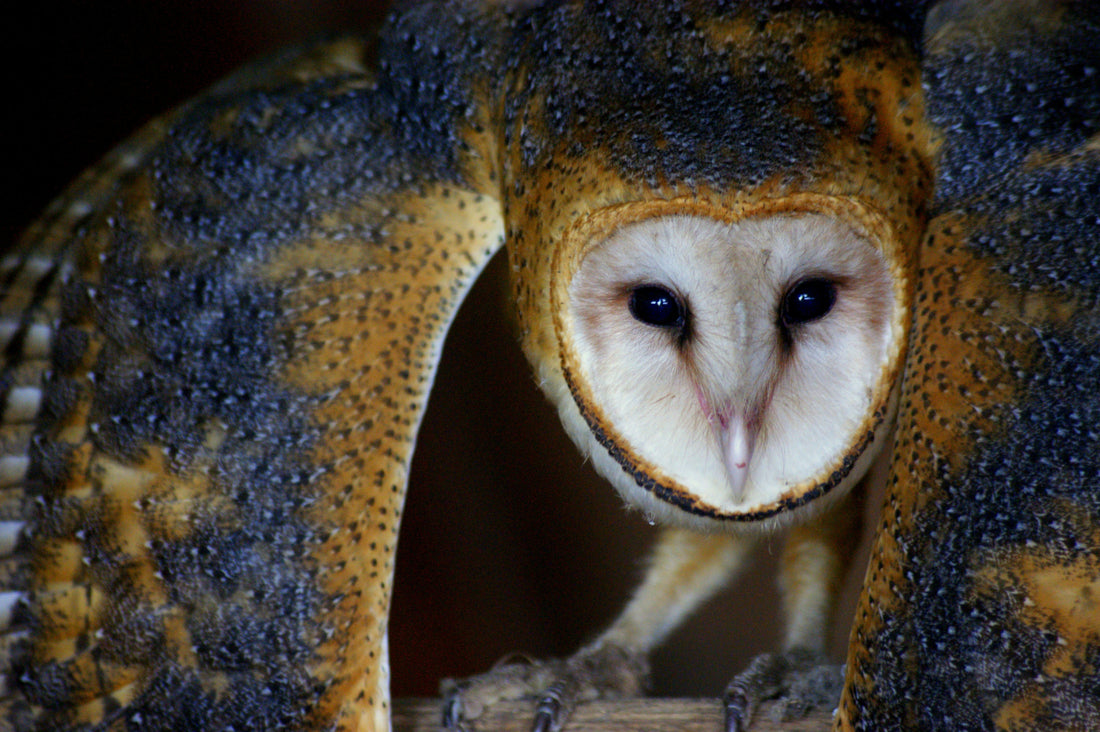The Barn Owl's Quiet Return - For The Ocean